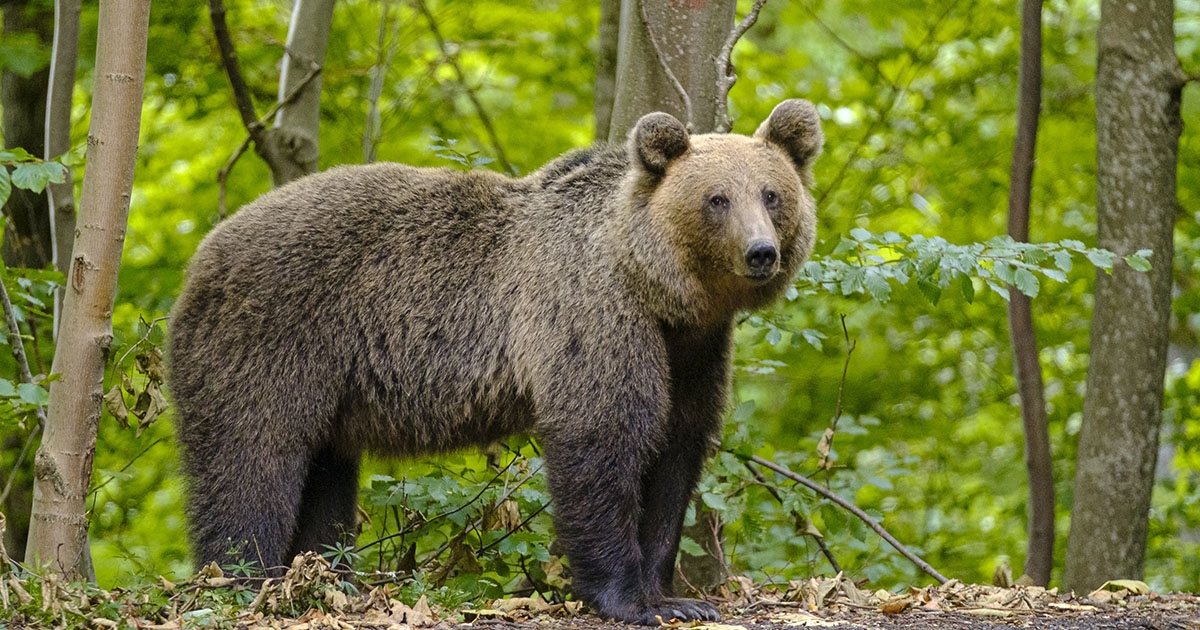 Bemutatták a romániai medvepopulációt felmérő szaktanulmányt